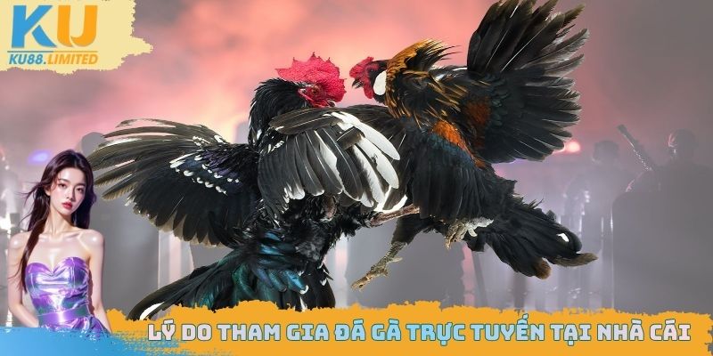 Lý do tham gia đá gà trực tuyến tại nhà cái